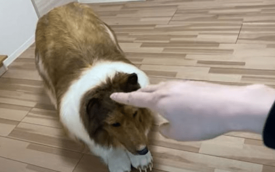 Man Spends £12,000 To Become A Dog