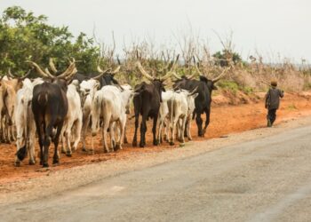 Livestock Development