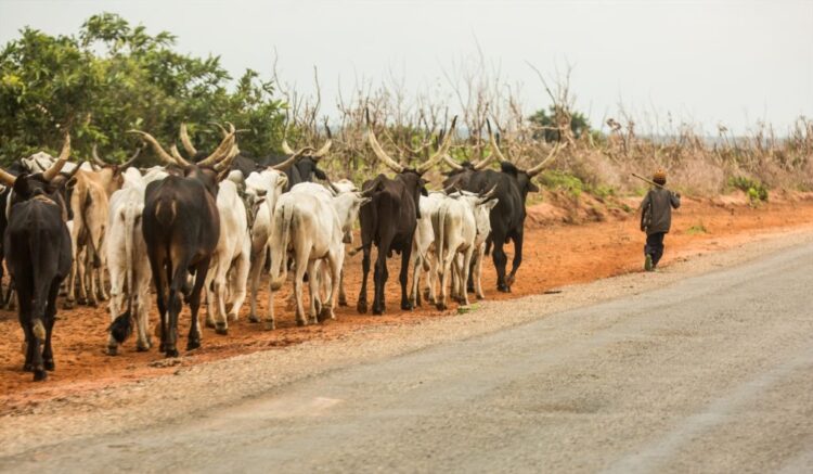 Livestock Development