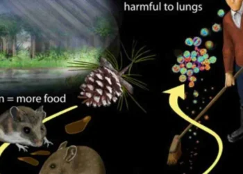 Hantavirus