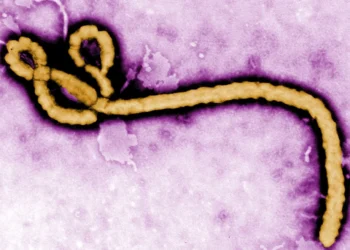 FG Confirms Ebola Case in FCT