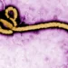 FG Confirms Ebola Case in FCT